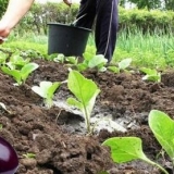 Koliko često zalijevati patlidžan na otvorenom